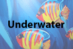 Underwater Murals